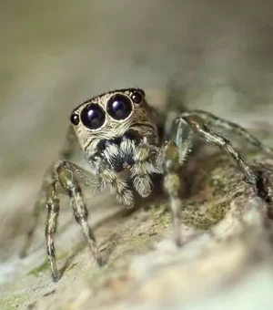 Saltadora e com 8 olhos: A aranha brasileira que foi a 50.000ª registrada