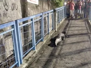 Vídeo: jacaré é visto em passarela de pedestres no Rio de Janeiro