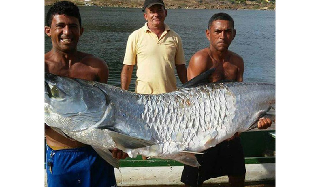 Pescadores capturam peixe gigante no Rio São Francisco