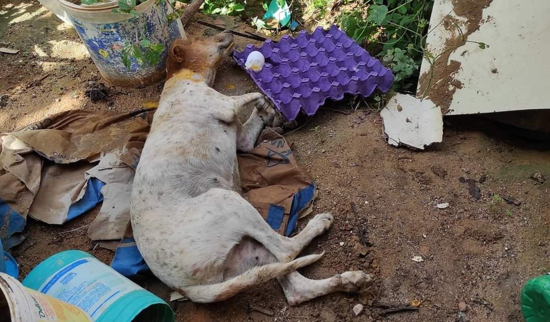 Envenenamento de animais causa revolta em Maragogi