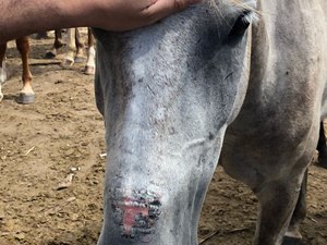 Projeto de lei propõe coibir maus-tratos a animais domésticos e de carga