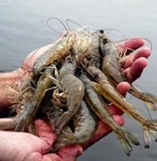 Por causa do óleo, pesca de camarão e lagosta será proibida a partir de 1º de novembro em estados do Nordeste