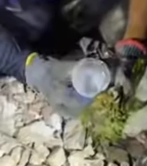 Papagaio é encontrado vivo sob escombros dos terremotos na Venezuela
