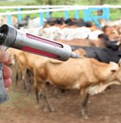 Governo atinge cobertura vacinal de 96, 67% contra febre aftosa em AL