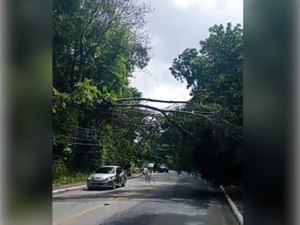 Árvore tomba em cima de fiação de rede elétrica e provoca transtornos na Serraria