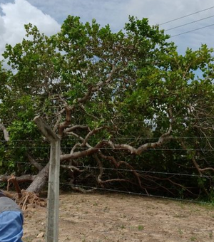 Ventania provoca queda de árvore e falta de energia compromete fornecimento de água no Sertão