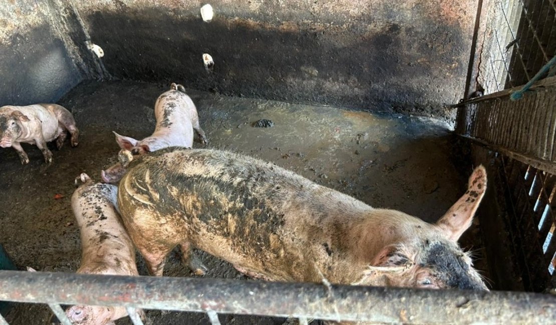 Ação integrada remove pocilgas do entorno do Mercado da Produção