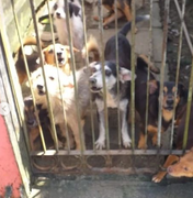Polícia Civil apura denúncia de maus tratos a animais na Santa Lúcia