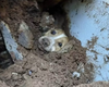 Cão é resgatado com vida após passar 20 horas sob escombros de muro