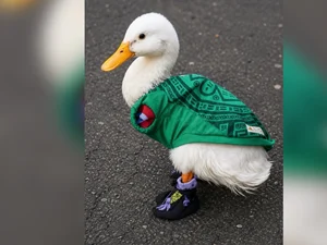 [Vídeo] Presidente do México recebe pato Merlin, 'mascote' do país na Copa