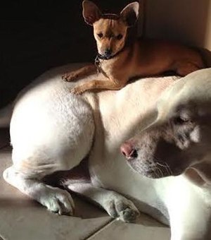 Labradora adotada vira 'cama' para outros cães pequenos