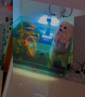 Cadela cai em aquário ao tentar “nadar” com irmãos pets