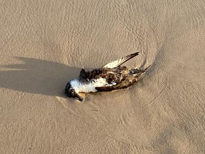 Pássaro marinho é encontrado morto na praia de Miai de Baixo, em Coruripe