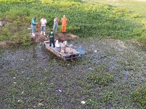 [VÍDEO] IMA e prefeitura iniciam manejo para controle populacional de jacarés em Palmeira dos Índios