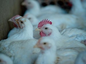 Mais uma avícola é alvo de roubo em Arapiraca