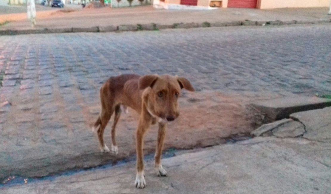 Comissão da OAB Arapiraca vai ajudar na proteção aos animais de rua