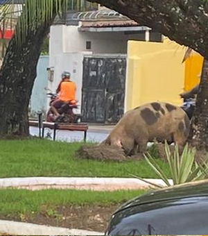 Prefeito posta fotos de porcos em praça e imagem viraliza