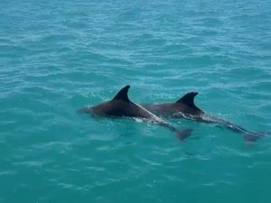 Golfinhos encantam turistas durante passeio às piscinas naturais de Maragogi