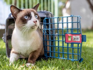 Feira de Adoção da Prefeitura leva pets adultos e filhotes para Rua Aberta neste domingo