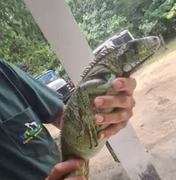 Iguana é resgatada na Av. Fernandes Lima