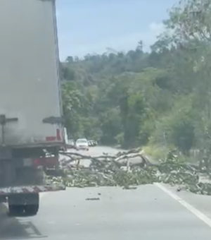 Árvore desaba e interdita parcialmente rodovia na zona rural de Satuba