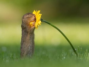 Fotógrafo captura momento em que esquilo cheira uma flor amarela e imagem viraliza