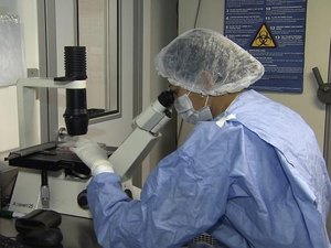 Zika pode bloquear ativação do sistema imunológico, segundo pesquisa