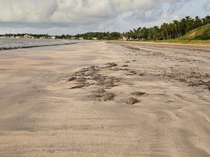 [Vídeo] Arraias são achadas mortas na Praia de São Bento