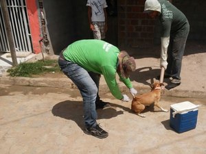 Vacinação antirrábica imuniza milhares de cães e gatos