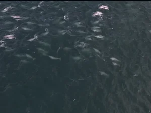 Mais de 600 botos-cinza são flagrados nadando juntos no Rio de Janeiro