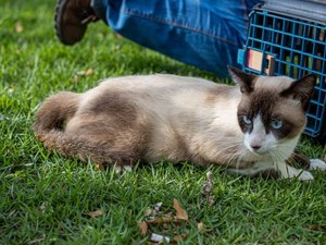 Feira de Adoção da Prefeitura de Maceió leva cães e gatos para Rua Aberta no domingo (05)