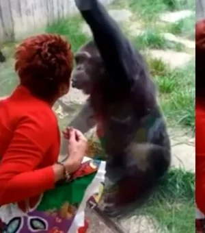Mulher é banida de zoo por relação afetiva com Chimpanzé: 'Ele me ama'