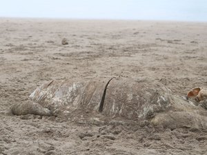 Tartaruga é achada em decomposição na Praia de Maragogi