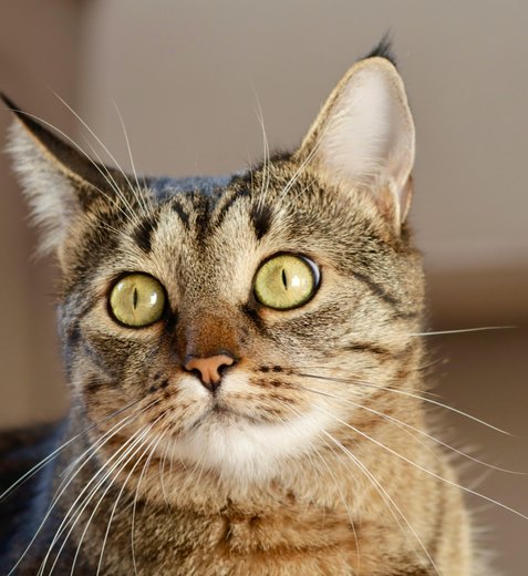 Gato é encontrado morto a tiros em rua de Arapiraca; caso será investigado