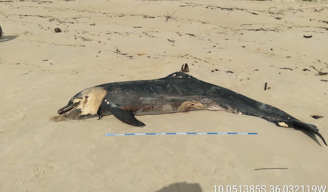 Golfinho morto é encontrado na praia de Jequiá da Praia