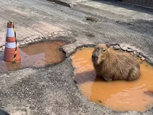 Capivara criada por IA viraliza e faz prefeitura tapar buraco na rua