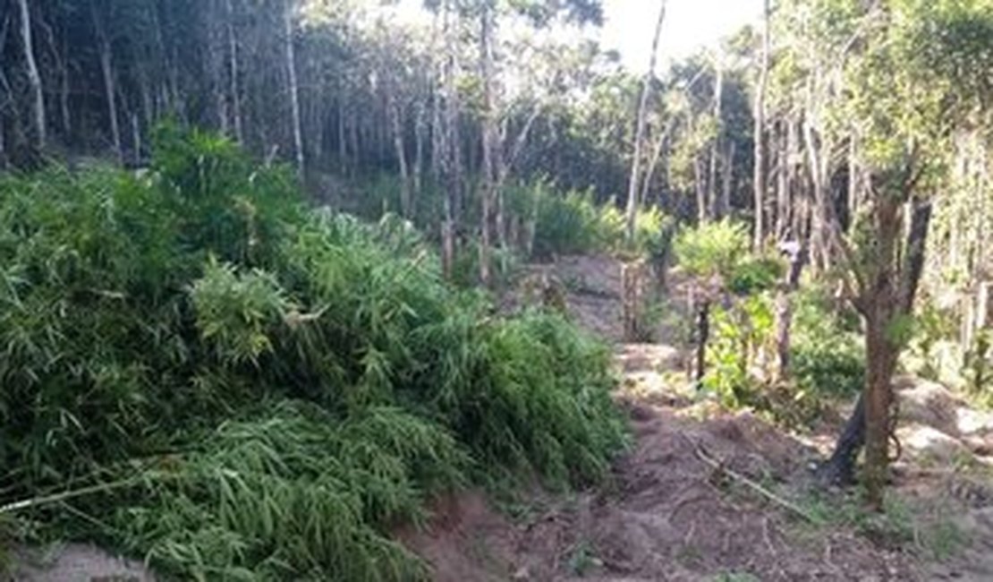 Polícia flagra plantação de maconha em terreno de igreja evangélica em Maceió
