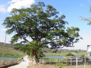De uma árvore ao coração de Alagoas: Arapiraca celebra sua história e conquistas