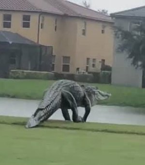 Jacaré gigante atravessa campo de golfe durante passagem de ciclone na Flórida
