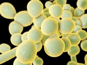 Candida auris: o que é o 'superfungo' que matou 2 pessoas e tem 3º surto no Brasil