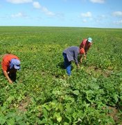 [Vídeo] Agricultores de Teotônio Vilela vão colher 300 toneladas de feijão