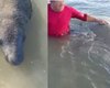 Reintegrado à natureza, peixe-boi agredido com facão é importunado por banhista