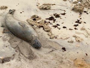 IMA vai contribuir com investigações sobre morte do elefante-marinho 'Leôncio'