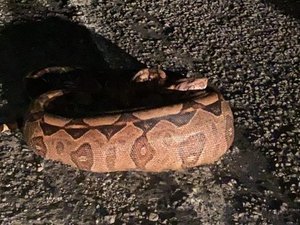 Jiboia de 3 metros é encontrada em terreno após engolir cachorro em João Pessoa