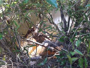 Homem é encontrado morto enganchado em árvore em rio de Porto Calvo