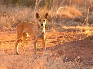 Pai salva bebê arrastado por cão selvagem enquanto dormia em van na Austrália