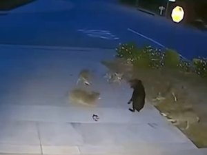 [Vídeo] Cão enfrenta cinco coiotes por 45 minutos na Califórnia e vira herói