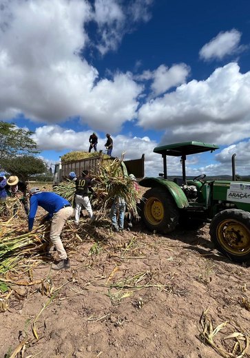 Programa Municipal de Produção de Silagem beneficia produtores em Santana do Ipanema