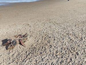 Tartaruga é encontrada morta em Japaratinga