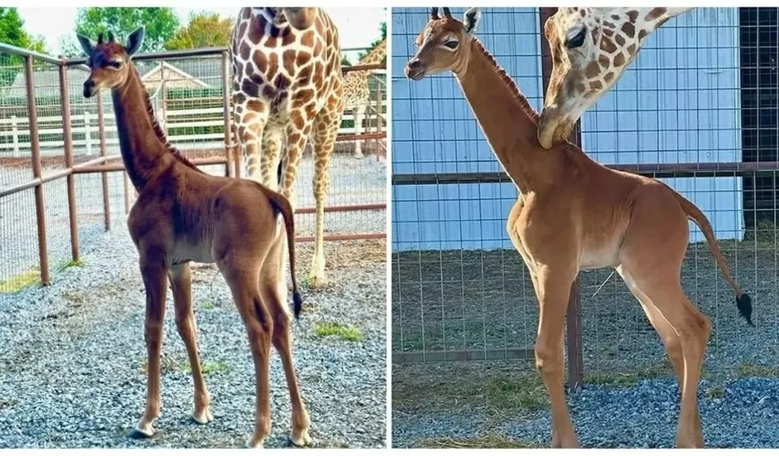 'Única no mundo': rara girafa sem manchas nasce em zoológico dos EUA